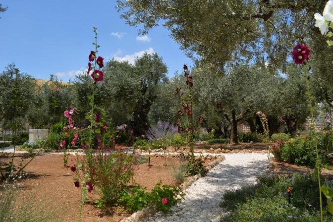 6._Hollyhocks_in_the_garden_of_Gethsemane._Photo_courtesy_by_Vasyl_Makhno.jpg